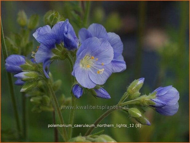 Polemonium caeruleum 'Northern Lights' | Jacobsladder