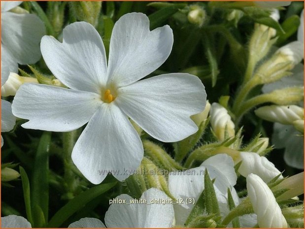 Phlox 'White Delight' | Vlambloem, Kruipphlox