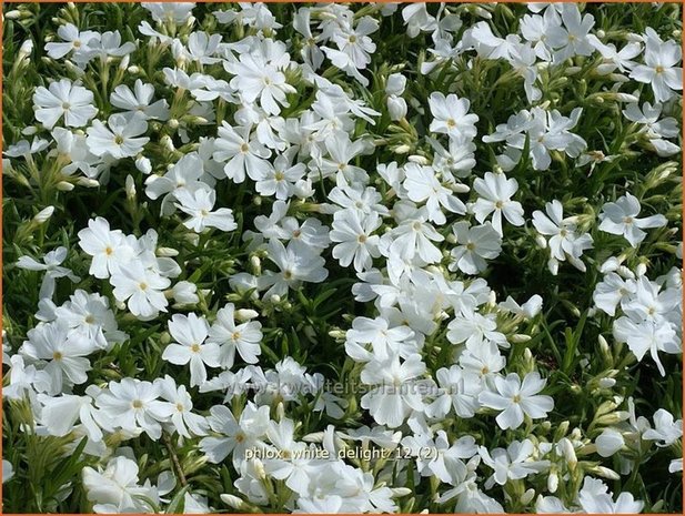 Phlox 'White Delight' | Vlambloem, Kruipphlox