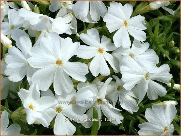 Phlox 'White Delight' | Vlambloem, Kruipphlox