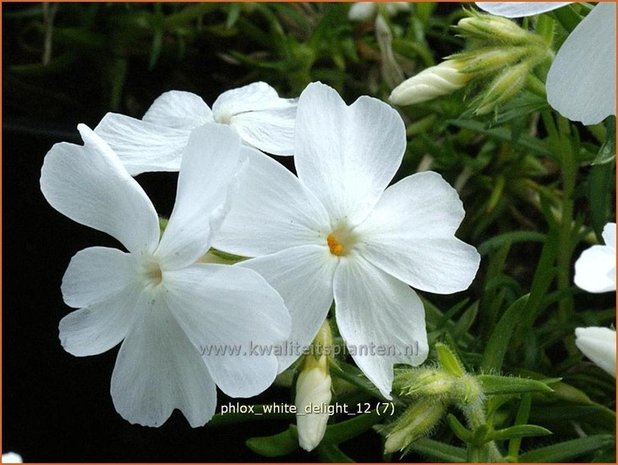 Phlox 'White Delight' | Vlambloem, Kruipphlox