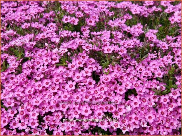 Phlox 'Zwergenteppich' | Vlambloem, Kruipphlox