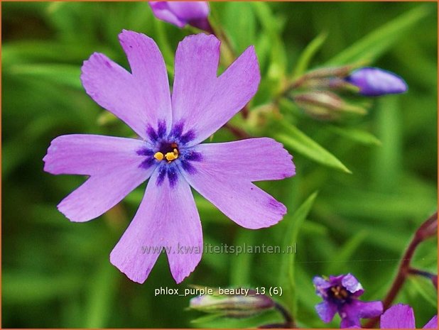 Phlox 'Purple Beauty' | Vlambloem, Kruipphlox