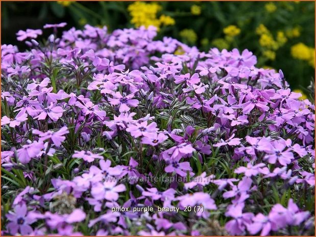 Phlox 'Purple Beauty' | Vlambloem, Kruipphlox