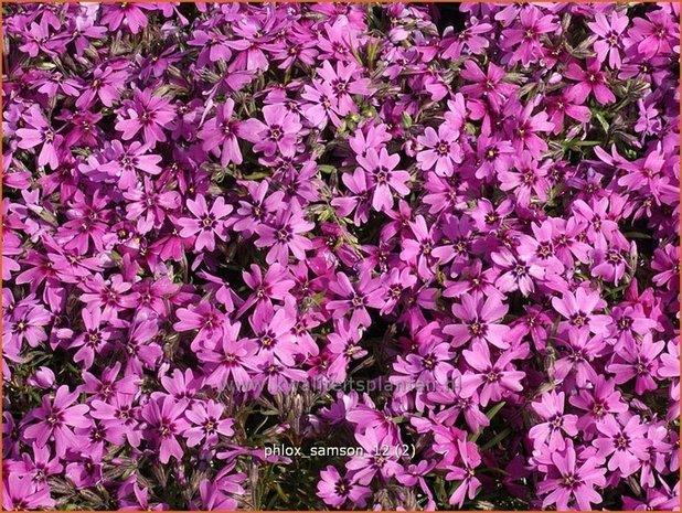 Phlox 'Samson' | Kruipphlox, Vlambloem, Flox, Floks | Polsterphlox