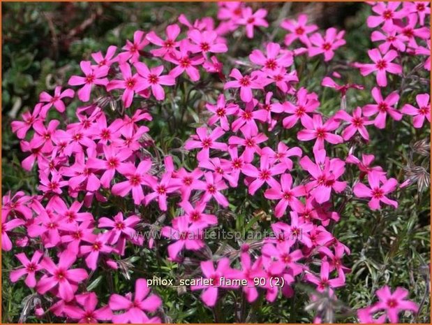 Phlox 'Scarlet Flame' | Vlambloem, Kruipphlox