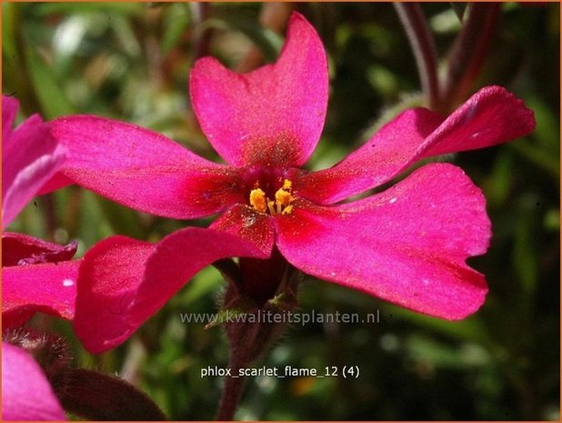 Phlox 'Scarlet Flame' | Vlambloem, Kruipphlox