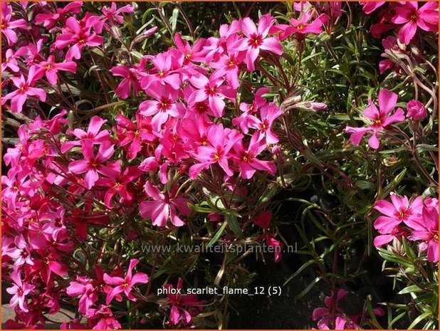 Phlox 'Scarlet Flame' | Vlambloem, Kruipphlox