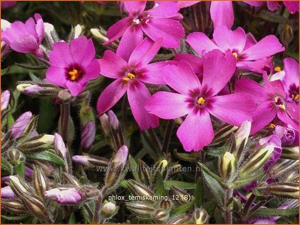 Phlox 'Temiskaming' | Vlambloem, Kruipphlox