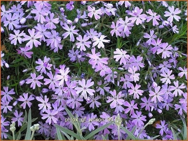 Phlox 'G.F. Wilson' | Vlambloem, Kruipphlox