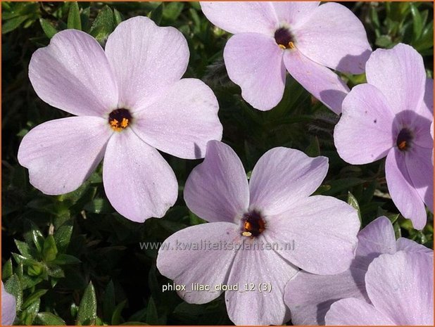 Phlox 'Lilac Cloud' | Vlambloem, Kruipphlox