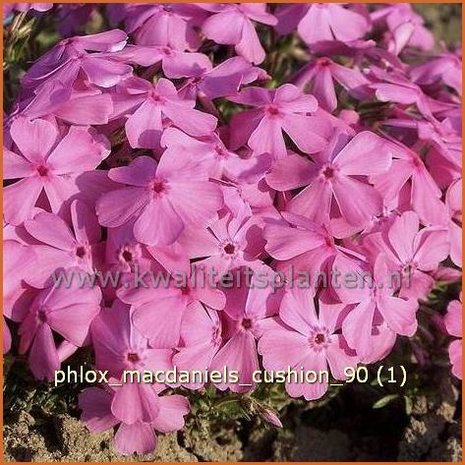 Phlox 'MacDaniel's Cushion' | Vlambloem, Kruipphlox