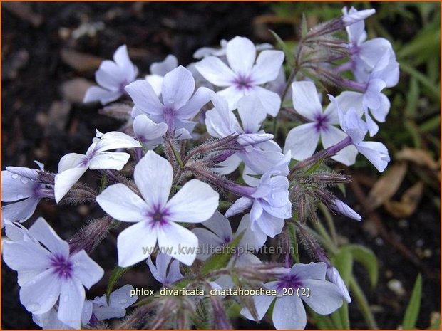 Phlox divaricata 'Chattahoochee' | Vlambloem, Voorjaarsvlambloem