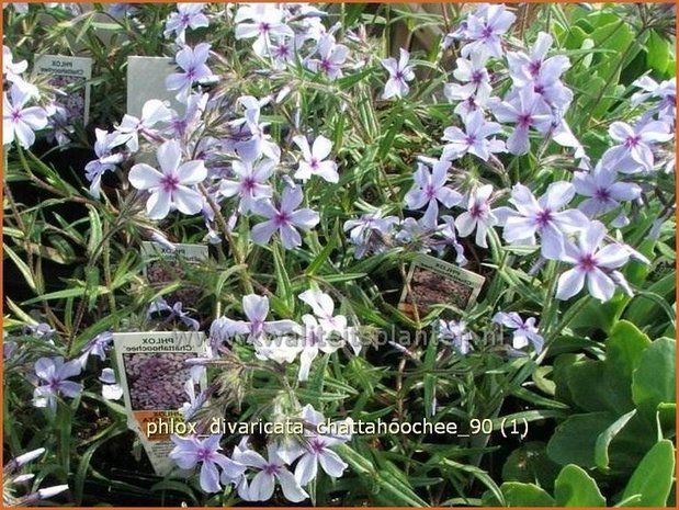 Phlox divaricata 'Chattahoochee' | Vlambloem, Voorjaarsvlambloem