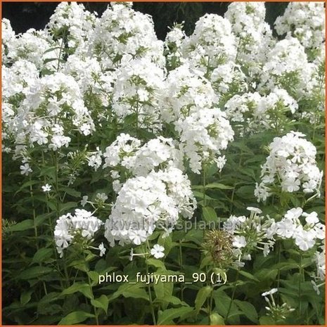 Phlox 'Fujiyama' | Vlambloem