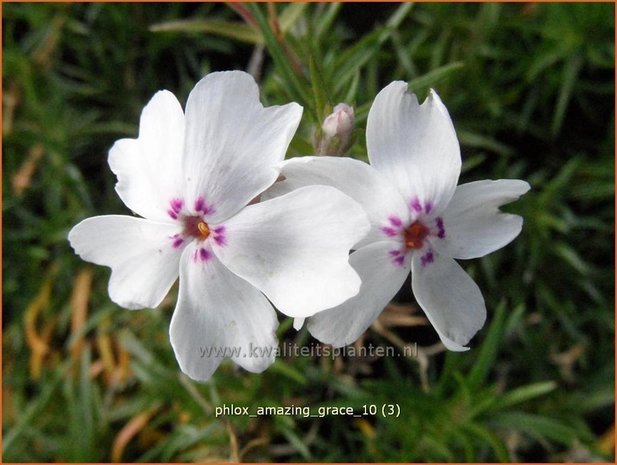 Phlox 'Amazing Grace' | Vlambloem, Kruipphlox