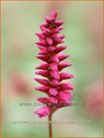 Persicaria amplexicaulis 'Inverleith' | Duizendknoop, Adderwortel