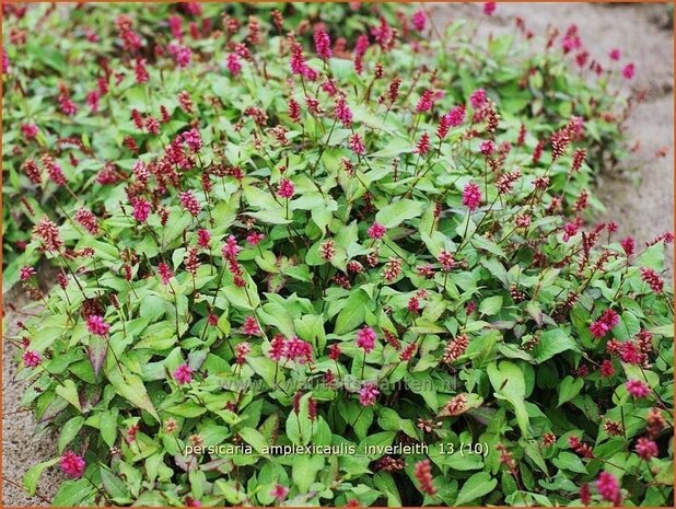 Persicaria amplexicaulis 'Inverleith' | Duizendknoop, Adderwortel