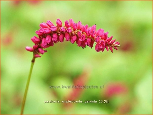 Persicaria amplexicaulis pendula | Duizendknoop, Adderwortel