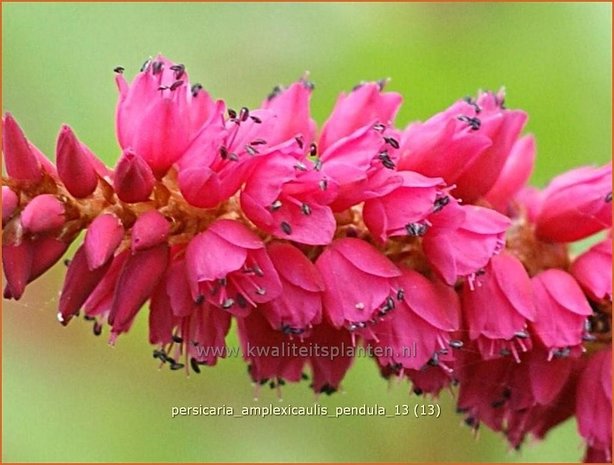 Persicaria amplexicaulis pendula | Duizendknoop, Adderwortel