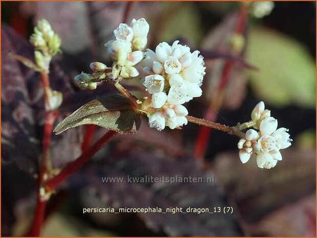 Persicaria microcephala 'Night Dragon' | Duizendknoop | Kleinkopfiger Knöterich