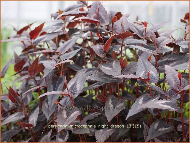 Persicaria microcephala 'Night Dragon' | Duizendknoop | Kleinkopfiger Knöterich