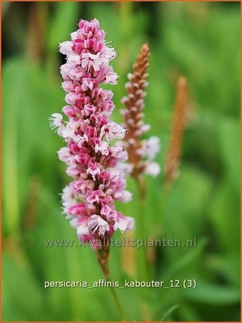 Persicaria affinis 'Kabouter' | Duizendknoop, Adderwortel