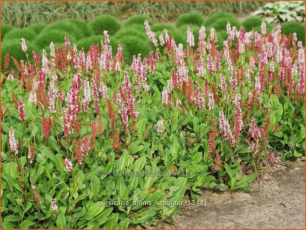 Persicaria affinis 'Kabouter' | Duizendknoop, Adderwortel