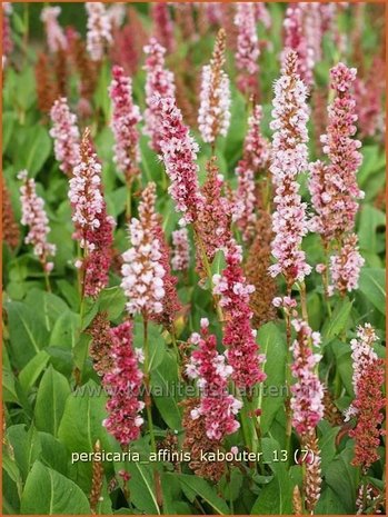 Persicaria affinis 'Kabouter' | Duizendknoop, Adderwortel