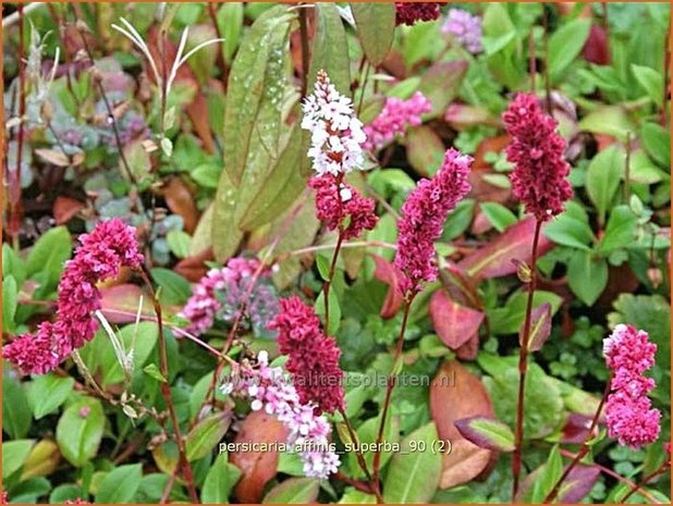 Persicaria affinis 'Superba' | Duizendknoop, Adderwortel