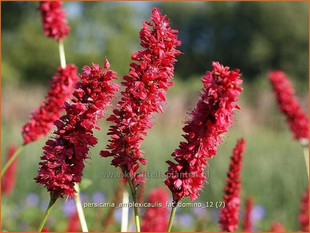 Persicaria amplexicaulis 'Fat Domino' | Duizendknoop, Adderwortel