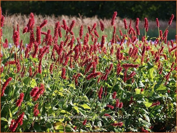 Persicaria amplexicaulis 'Fat Domino' | Duizendknoop, Adderwortel