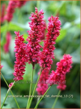 Persicaria amplexicaulis 'Fat Domino' | Duizendknoop, Adderwortel