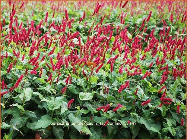 Persicaria amplexicaulis 'Fat Domino' | Duizendknoop, Adderwortel