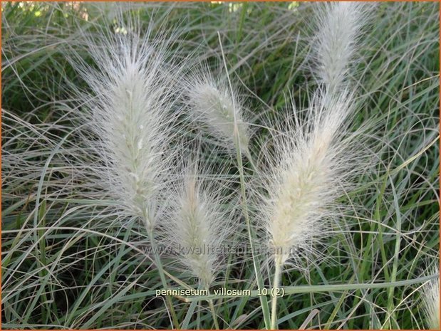 Pennisetum villosum | Zacht lampenpoetsersgras, Borstelveergras | Wolliges Lampenputzergras