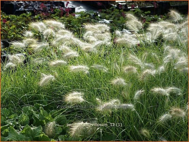 Pennisetum villosum | Zacht lampenpoetsersgras, Borstelveergras | Wolliges Lampenputzergras