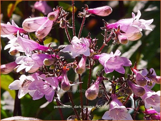 Penstemon digitalis 'Dark Towers' | Slangenkop, Schildpadbloem | Fingerhutförmiger Bartfaden