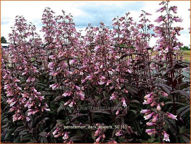 Penstemon digitalis 'Dark Towers' | Slangenkop, Schildpadbloem | Fingerhutförmiger Bartfaden