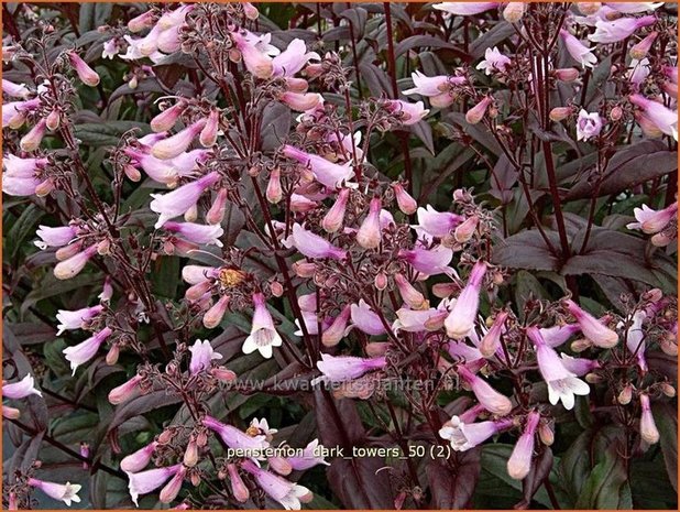 Penstemon digitalis 'Dark Towers' | Slangenkop, Schildpadbloem | Fingerhutförmiger Bartfaden