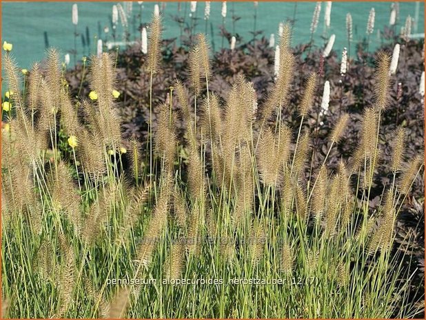 Pennisetum alopecuroides 'Herbstzauber' | Lampenpoetsersgras