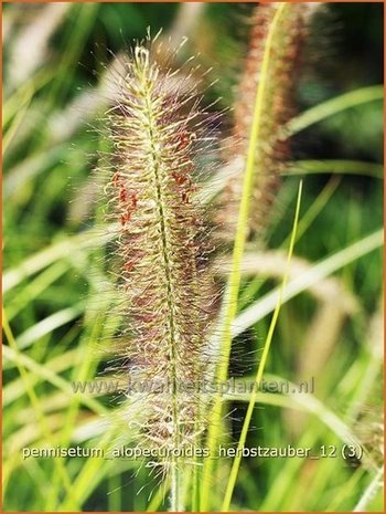 Pennisetum alopecuroides 'Herbstzauber' | Lampenpoetsersgras