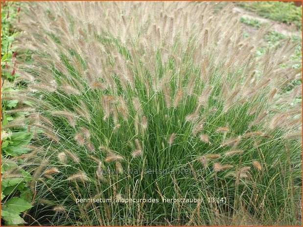 Pennisetum alopecuroides 'Herbstzauber' | Lampenpoetsersgras