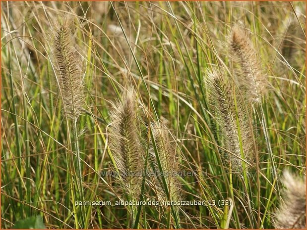 Pennisetum alopecuroides 'Herbstzauber' | Lampenpoetsersgras