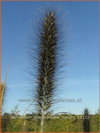 vPennisetum alopecuroides 'Moudry' | Lampenpoetsersgras