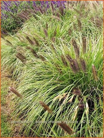 Pennisetum alopecuroides 'Moudry' | Lampenpoetsersgras