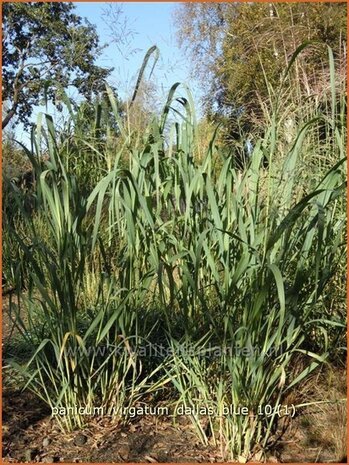 Panicum virgatum 'Dallas Blue' | Vingergras, Parelgierst