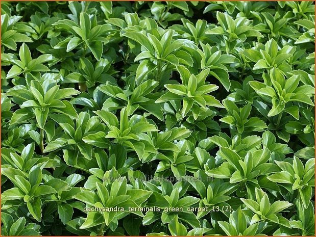 Pachysandra terminalis 'Green Carpet' | Schaduwkruid, Dikkemanskruid