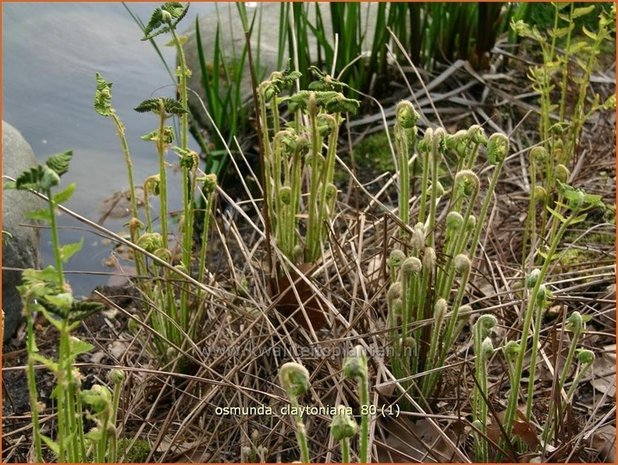 Osmunda claytoniana | Koningsvaren