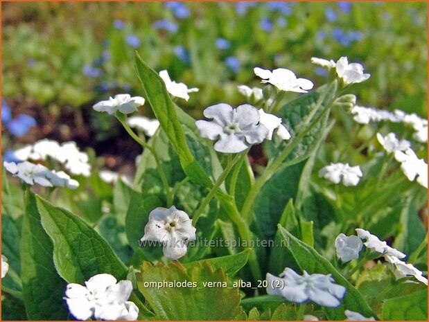 Omphalodes verna 'Alba' | Amerikaans vergeet-mij-nietje