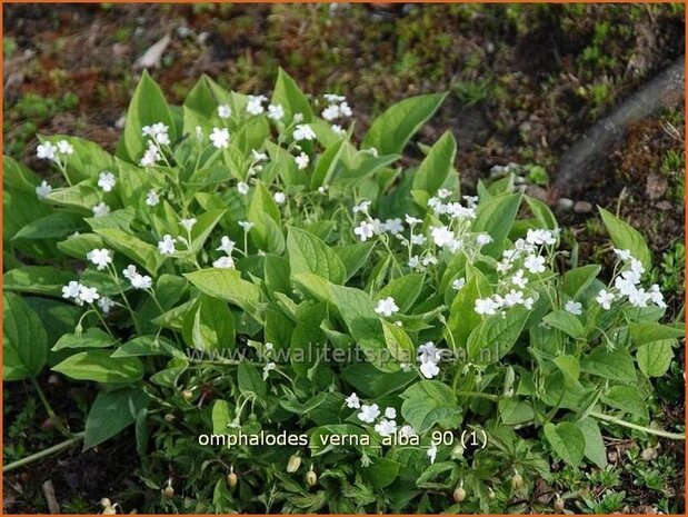 Omphalodes verna 'Alba' | Amerikaans vergeet-mij-nietje